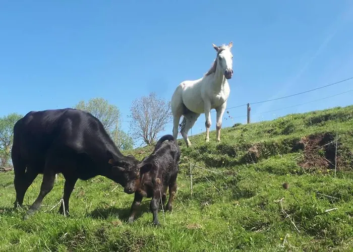 Macquart P.o.a. Ranch De 2 A 8 Pers