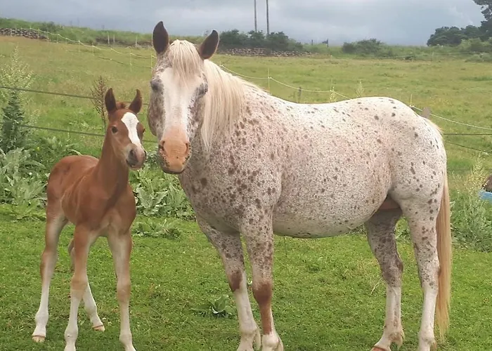 Macquart P.o.a. Ranch De 2 A 8 Pers *